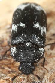 Attēlu rezultāti vaicājumam “Megatoma undata”