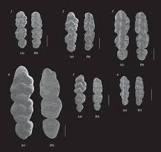 Attēlu rezultāti vaicājumam “Muridae”