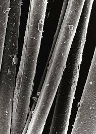 Image result for human hair microscope image