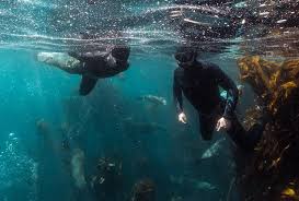 Image result for Wyndley Seals Snorkelling Club