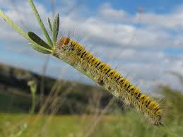 Attēlu rezultāti vaicājumam “Lasiocampa trifolii”