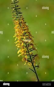 Attēlu rezultāti vaicājumam “Ligularia sibirica flower”