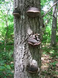 Attēlu rezultāti vaicājumam “Phellinus nigricans”