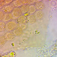 Attēlu rezultāti vaicājumam “Enteridium variabile”