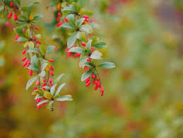 Attēlu rezultāti vaicājumam “Berberidaceae”