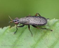 Attēlu rezultāti vaicājumam “Coremacera marginata”