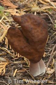 Attēlu rezultāti vaicājumam “Gyromitra infula”