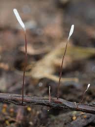 Attēlu rezultāti vaicājumam “Typhula erythropus”