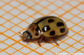 Attēlu rezultāti vaicājumam “Propylea quatuordecimpunctata”