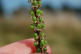 Attēlu rezultāti vaicājumam “Juncaginaceae”