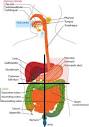  Abdominal or Stomach Pain | Healthhype.