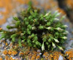 Attēlu rezultāti vaicājumam “Ulota crispa sporophyte”
