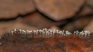 Attēlu rezultāti vaicājumam “Craterium leucocephalum stalked”