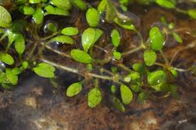 Attēlu rezultāti vaicājumam “Elatine hydropiper leaf”