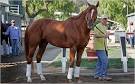 Curlin May Be the Best, but the Competition Still Takes Its Chance ...