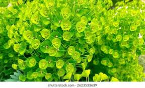 Attēlu rezultāti vaicājumam “Euphorbia helioscopia”