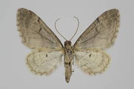 Attēlu rezultāti vaicājumam “Eupithecia sinuosaria”