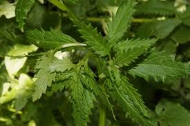 Image result for Alonsoa liniflora