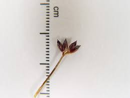 Attēlu rezultāti vaicājumam “Juncus articulatus”