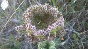 Attēlu rezultāti vaicājumam “Daucus sativus flower”