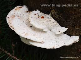 Attēlu rezultāti vaicājumam “Postia stiptica”