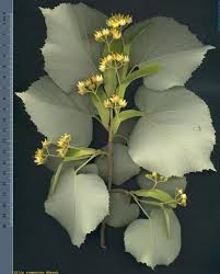 Attēlu rezultāti vaicājumam “Tilia tomentosa flower”
