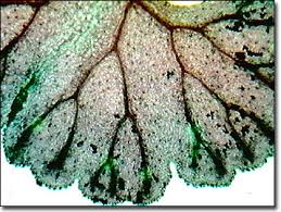 Attēlu rezultāti vaicājumam “Philonotis sporophyte”