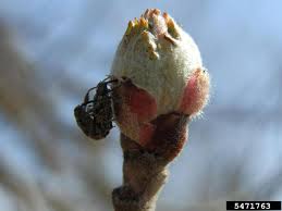 Attēlu rezultāti vaicājumam “Anthonomus pomorum”