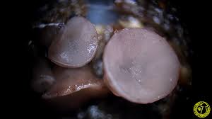 Attēlu rezultāti vaicājumam “Ombrophila violacea”