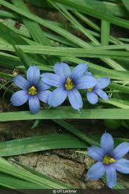 Attēlu rezultāti vaicājumam “Cinclidium stygium”