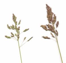 Attēlu rezultāti vaicājumam “Poa pratensis”