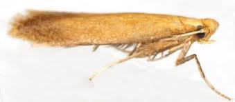 Attēlu rezultāti vaicājumam “Tischeriidae”