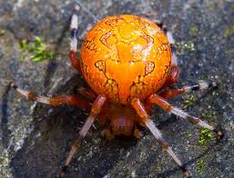 Attēlu rezultāti vaicājumam “Araneus marmoreus”