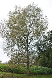 Attēlu rezultāti vaicājumam “Populus nigra”