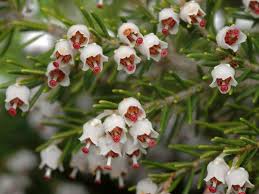 Attēlu rezultāti vaicājumam “Ericaceae”