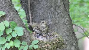 Image result for Zoothera dauma