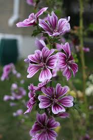 Image result for Malva sylvestris var. mauritiana
