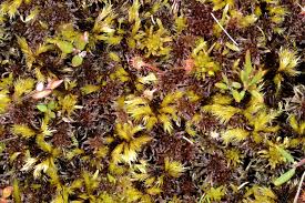 Attēlu rezultāti vaicājumam “Tomentypnum nitens”