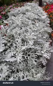 Image result for Cineraria maritima