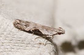 Attēlu rezultāti vaicājumam “Hypatima rhomboidella”