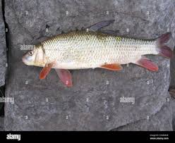 Image result for Moxostoma macrolepidotum