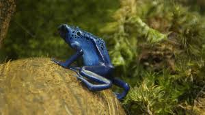 Image result for blauer baumsteiger