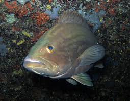 Image result for Epinephelus costae