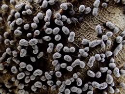 Attēlu rezultāti vaicājumam “Physarum contextum spores”