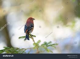 Image result for Pinicola enucleator