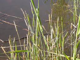 Attēlu rezultāti vaicājumam “Alopecurus aequalis”