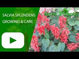 Image result for Salvia splendens