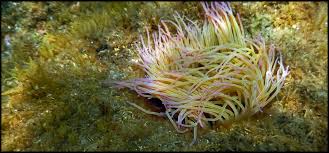 Image result for sea Anemone