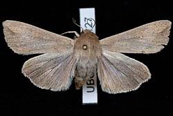 Attēlu rezultāti vaicājumam “Mythimna sp.”