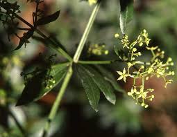 Attēlu rezultāti vaicājumam “Rubiaceae”